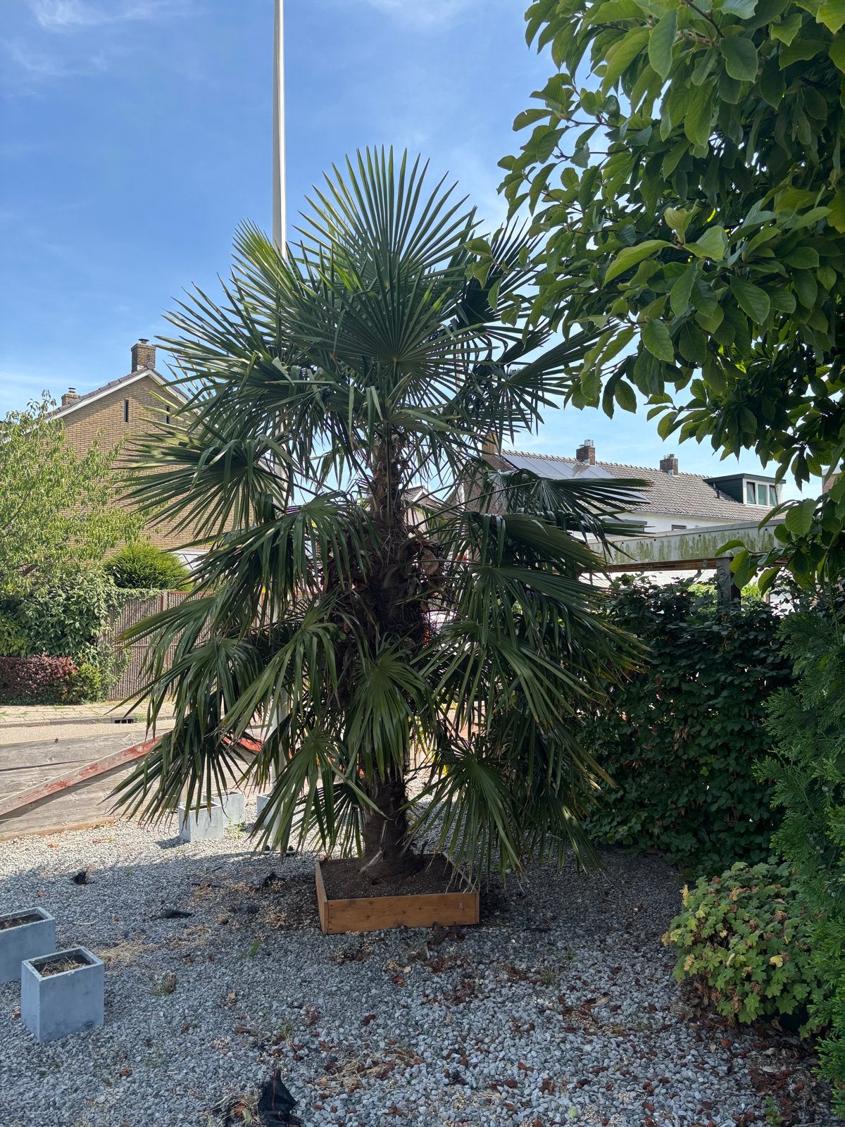 Trachycarpus Fortunei - Winterharde Palmboom, Volle zon, Vaste plant, Bloeit niet, Ophalen