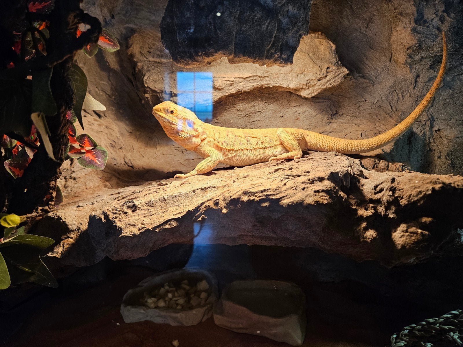 baardagaam inclusief terarium en toebehoren Bearded Dragon photo 7