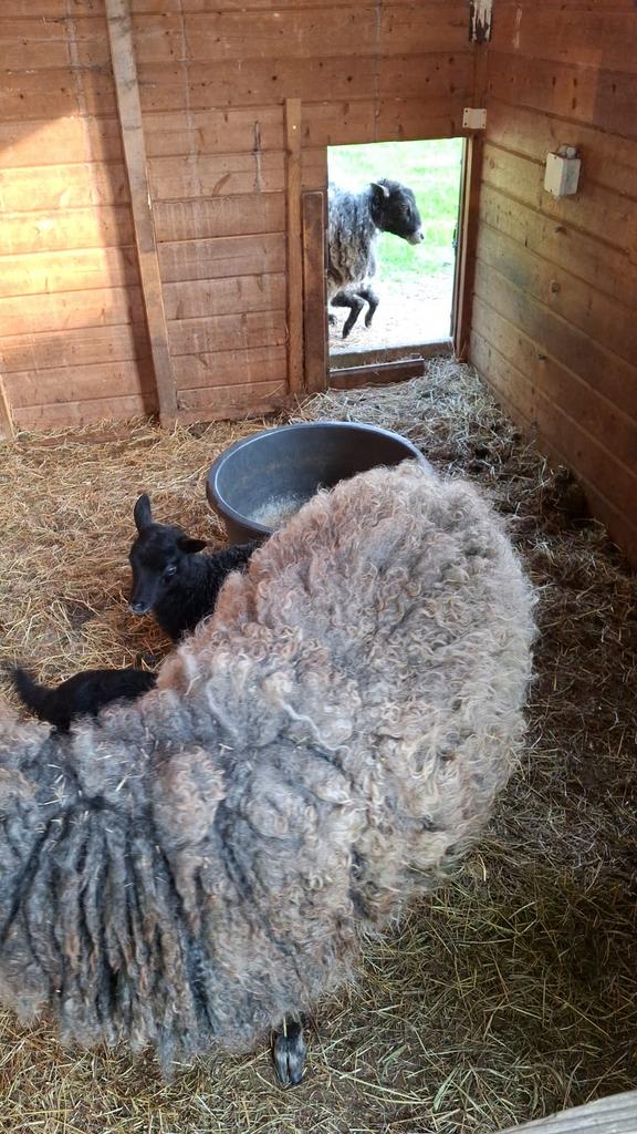 Wol van gothland schapen, Dieren en Toebehoren, Schapen, Geiten en Varkens, Vrouwelijk, Schaap