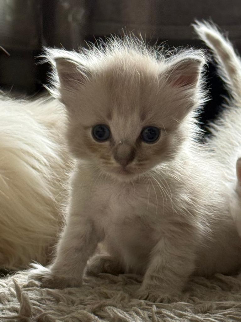 Super lieve Ragdoll kittens - met de fles groot gebracht 💞, Dieren en Toebehoren, Katten en Kittens | Raskatten | Langhaar, Meerdere dieren