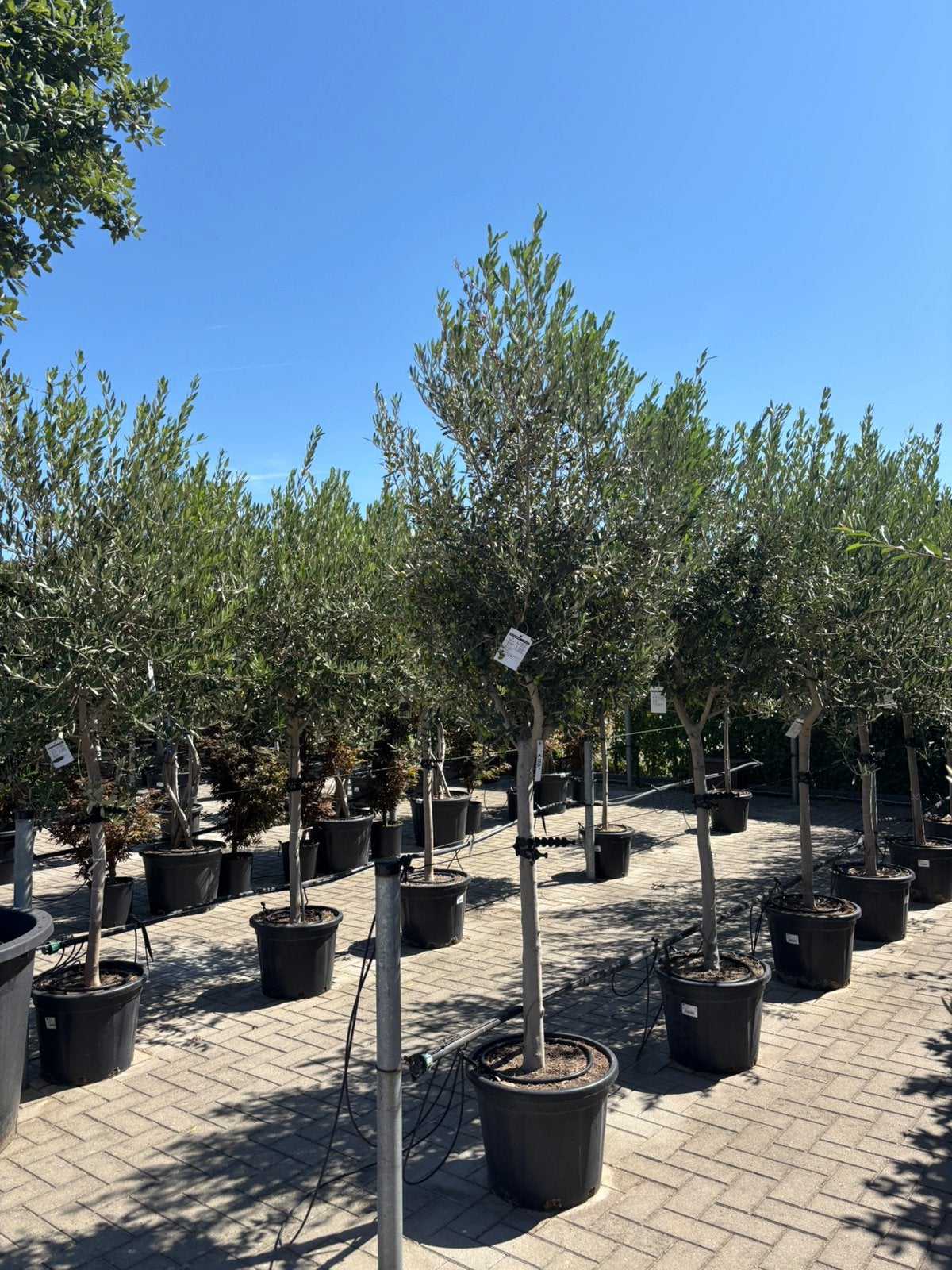 Olea europaea olijfbomen 200 cm+, Tuin en Terras, Lente, 100 tot 250 cm, Olijfboom, Ophalen