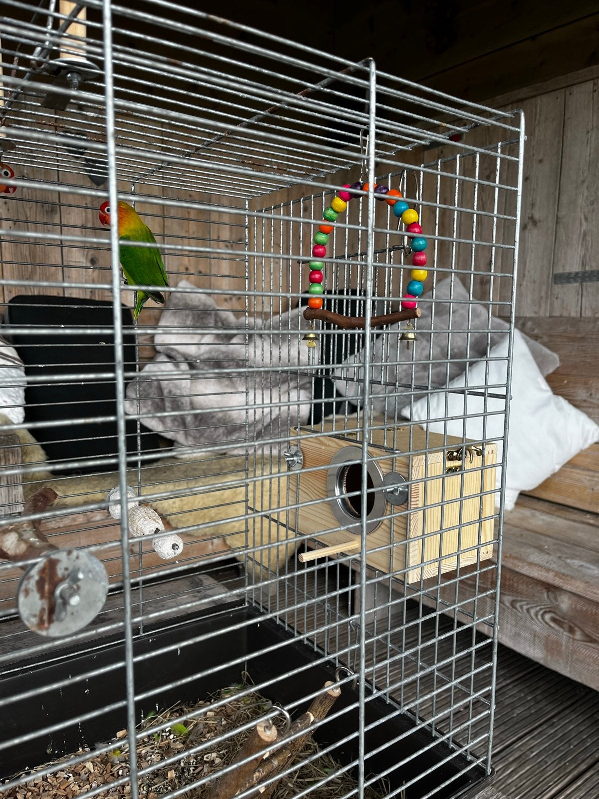 Koppel Agapornissen, Meerdere dieren