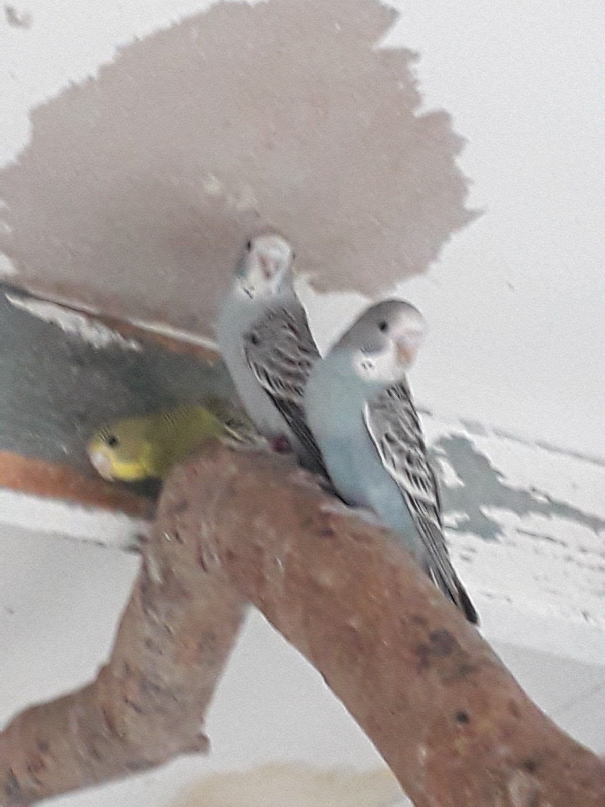 Jonge grasparkieten, Dieren en Toebehoren, Vogels | Parkieten en Papegaaien, Geslacht onbekend, Parkiet