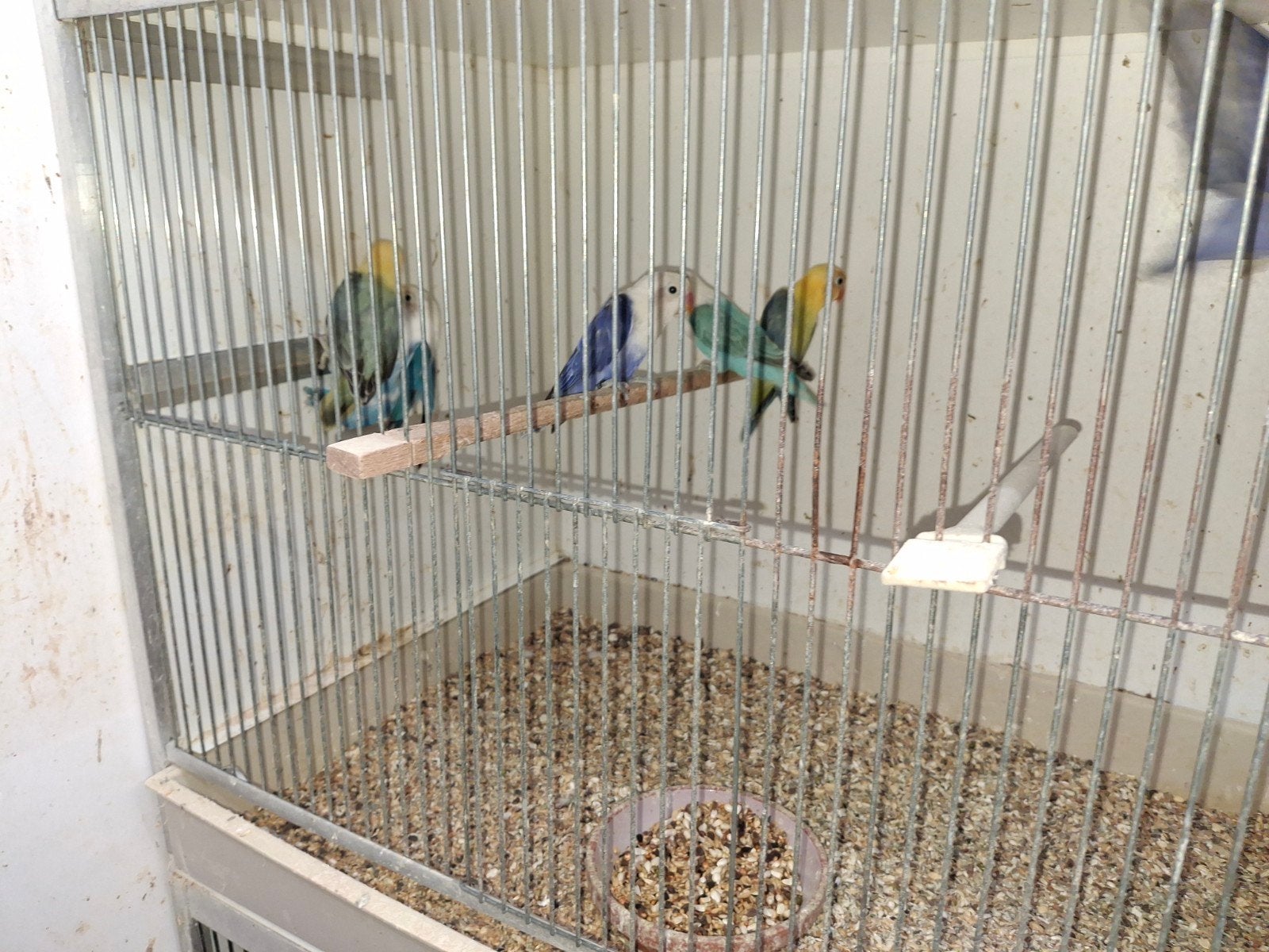 6x opaline, Dieren en Toebehoren, Meerdere dieren, Dwergpapegaai of Agapornis