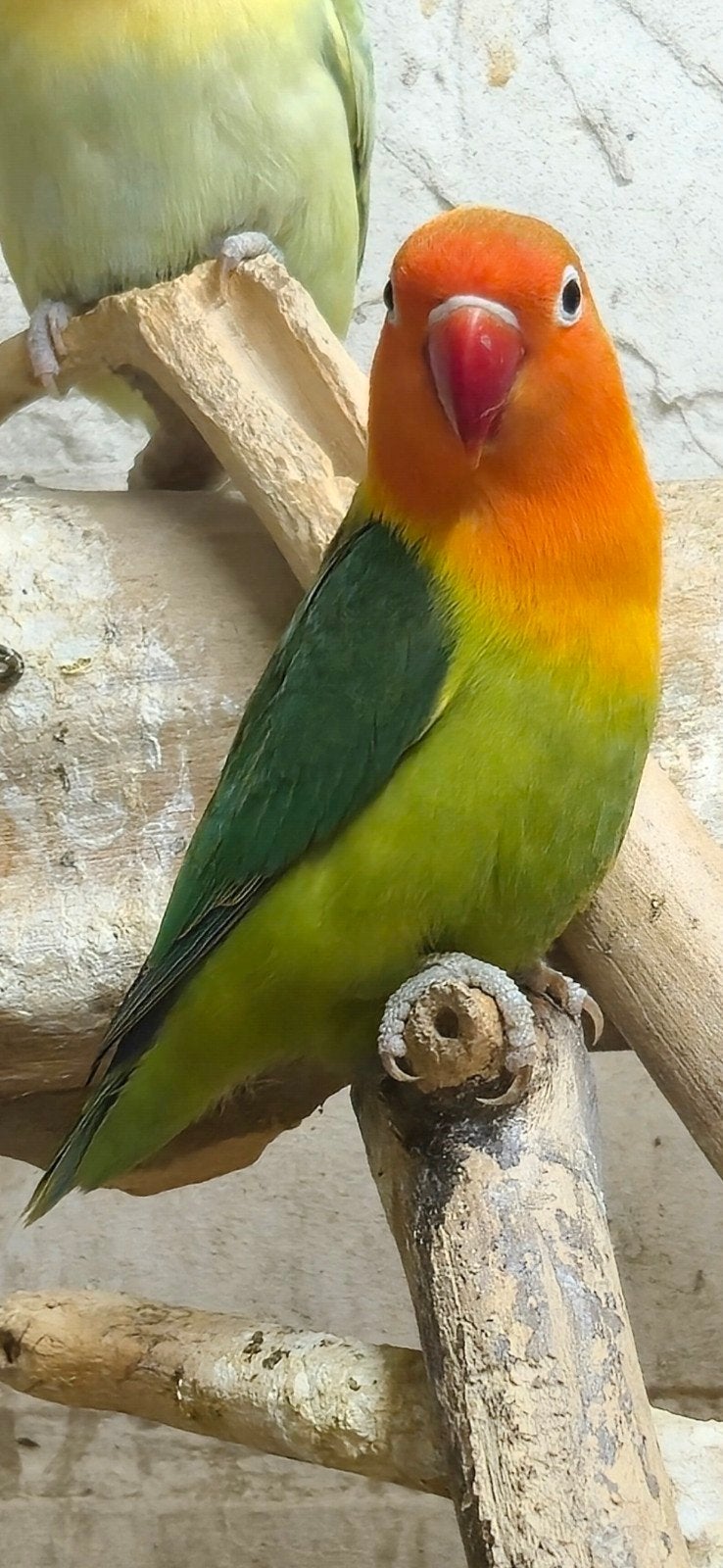 Mooie fischeri's, Dieren en Toebehoren, Vogels | Parkieten en Papegaaien, Meerdere dieren, Dwergpapegaai of Agapornis, Geringd