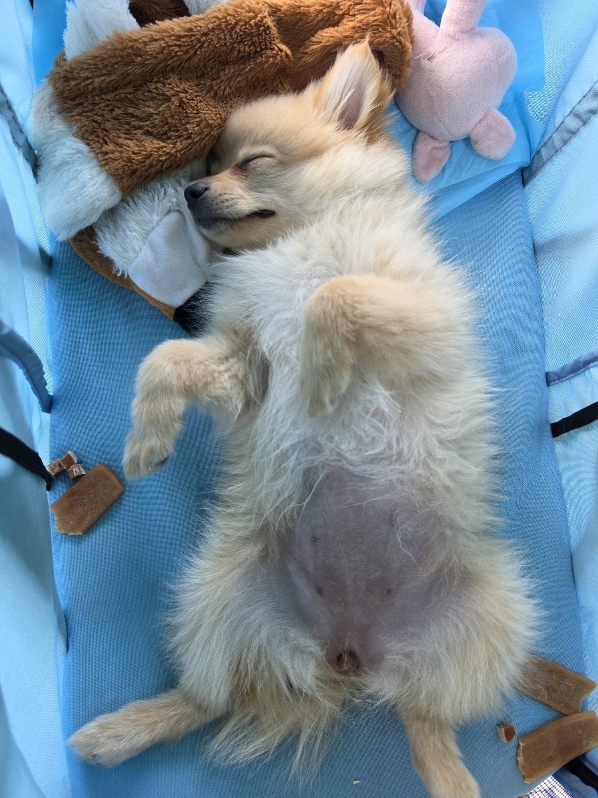 Kleine dwergkeesje pup te koop., Keeshond, 8 tot 15 weken, Teef, Eén hond