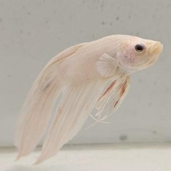 betta splendens man 02, Dieren en Toebehoren, Vis