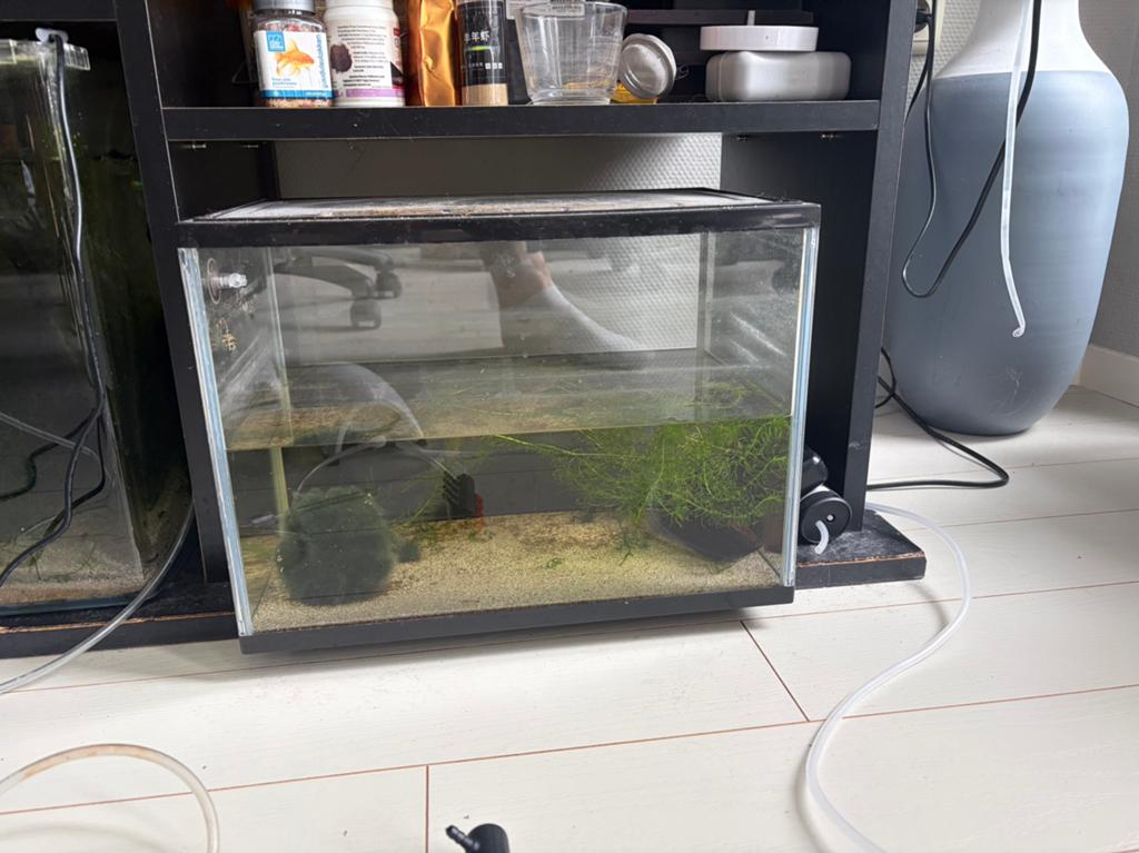 Aquarium, Ophalen of Verzenden, Zo goed als nieuw, Leeg aquarium