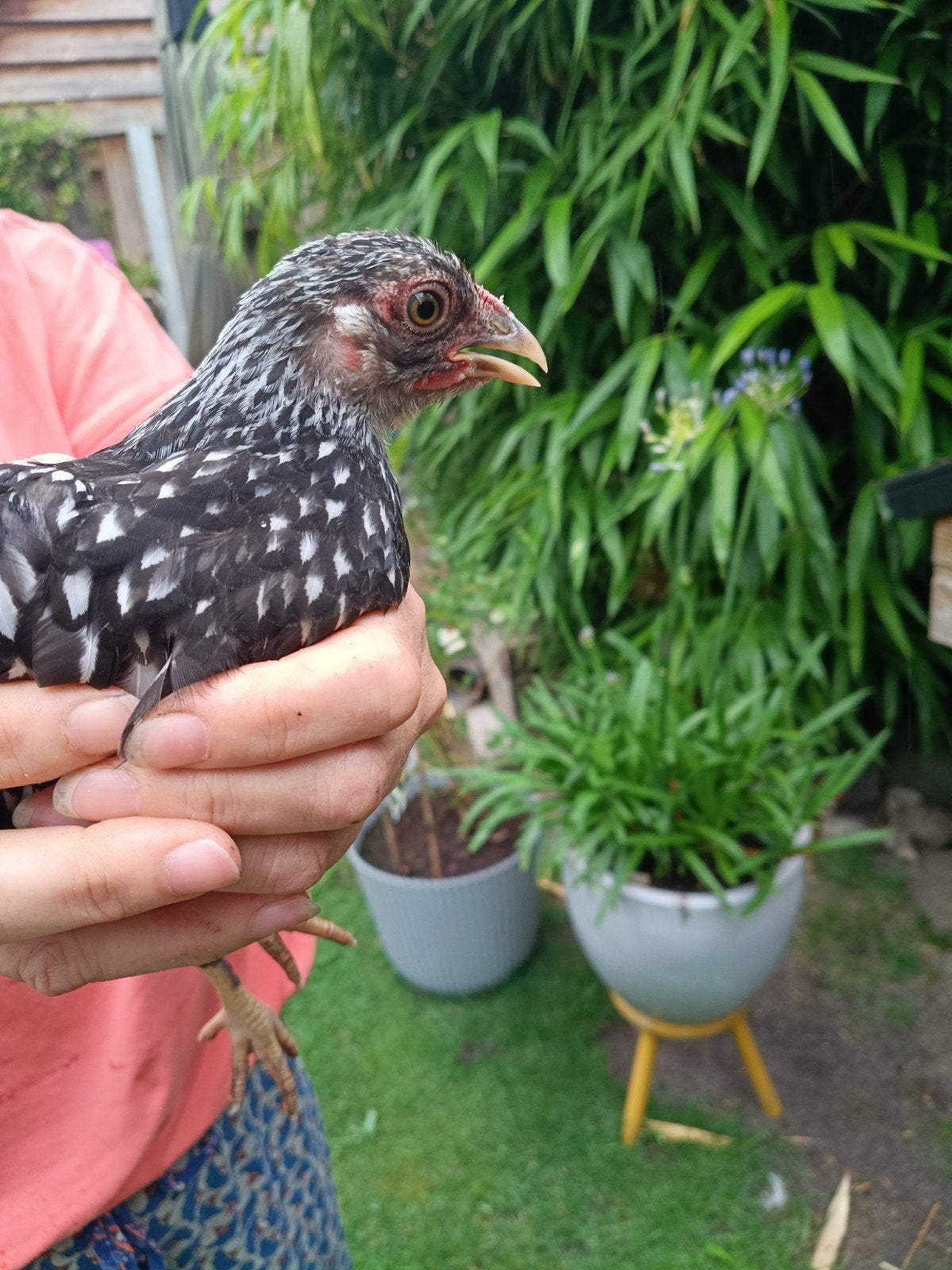 Wyandotte kriel zwart zilver en goudblauw gezoomd, Dieren en Toebehoren, Pluimvee, Vrouwelijk, Kip