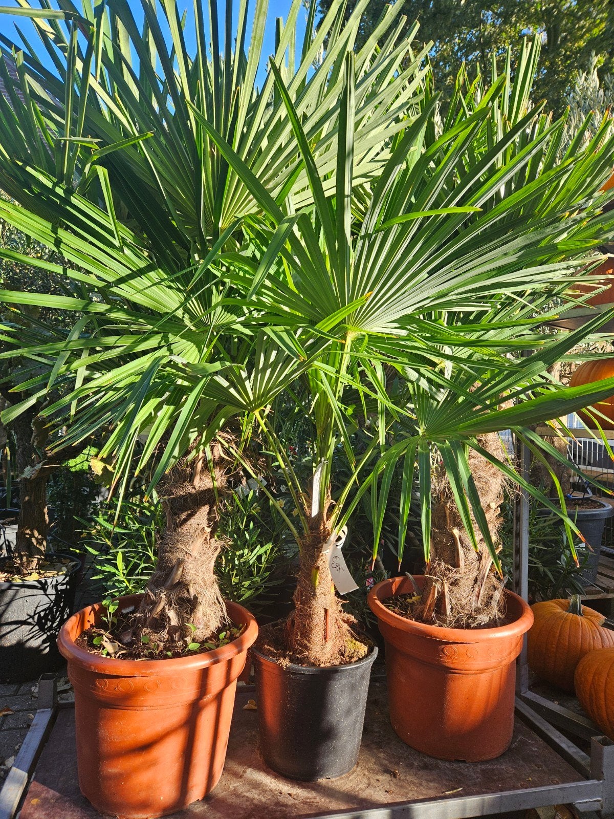 Winterharde Palmen - Trachycarpus Fortunei en Wagnerianus, Tuin en Terras, Volle zon, Ophalen of Verzenden, 100 tot 250 cm, Zomer