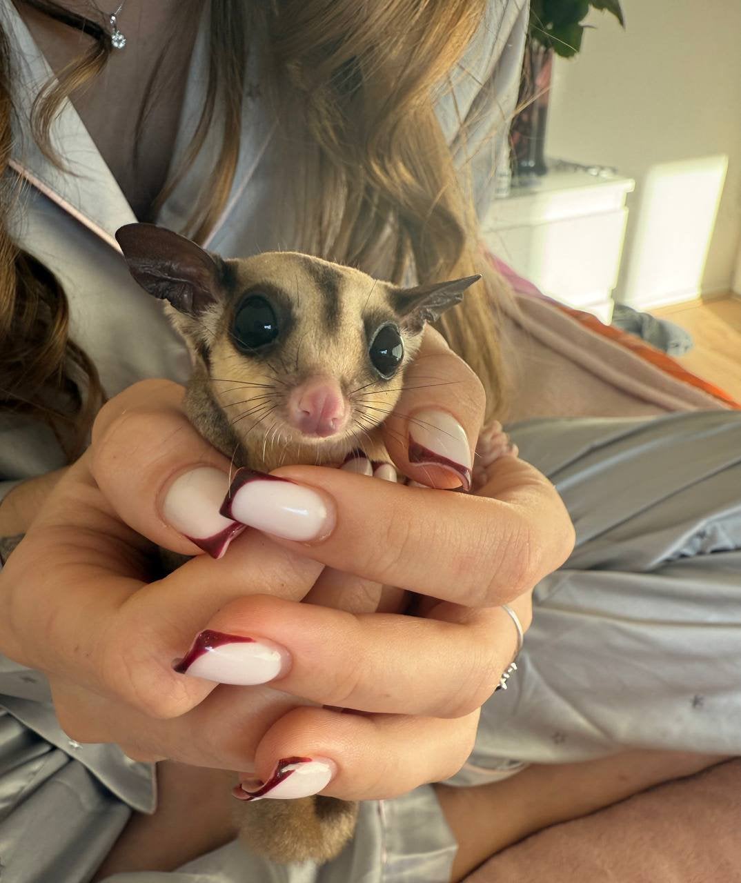 sugar gliders, Dieren en Toebehoren, Overige Dieren, Januari, Vrouwelijk