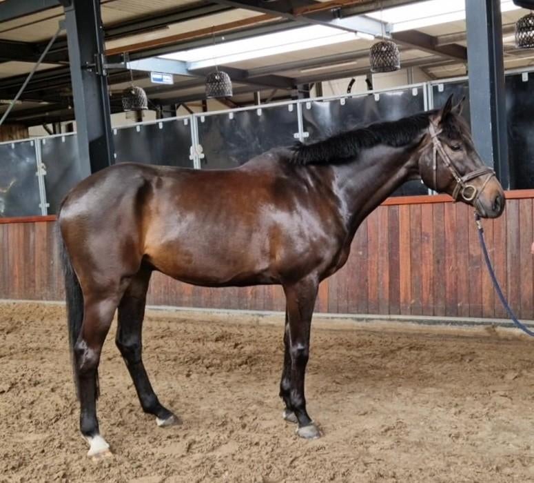 Brave 8 jarige allround ruin, B, Ruin, 7 tot 10 jaar, Recreatiepaard