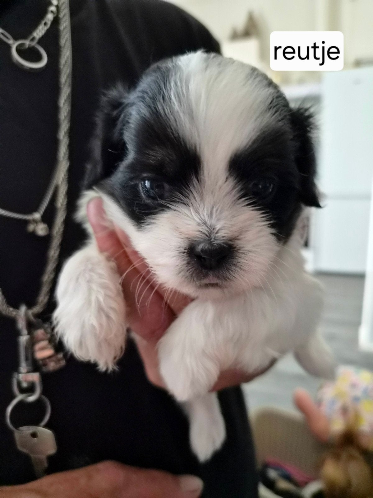 lieve boomer pups, Parvo, Overige rassen, 8 tot 15 weken, Meerdere