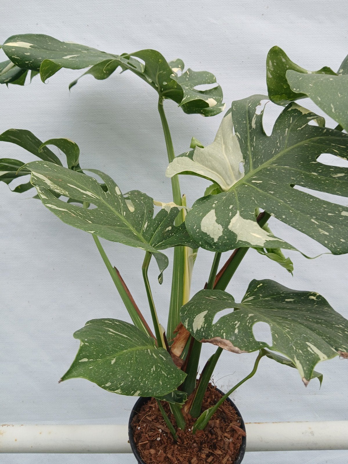 Monstera thai constellation, Ophalen, Halfschaduw, Minder dan 100 cm