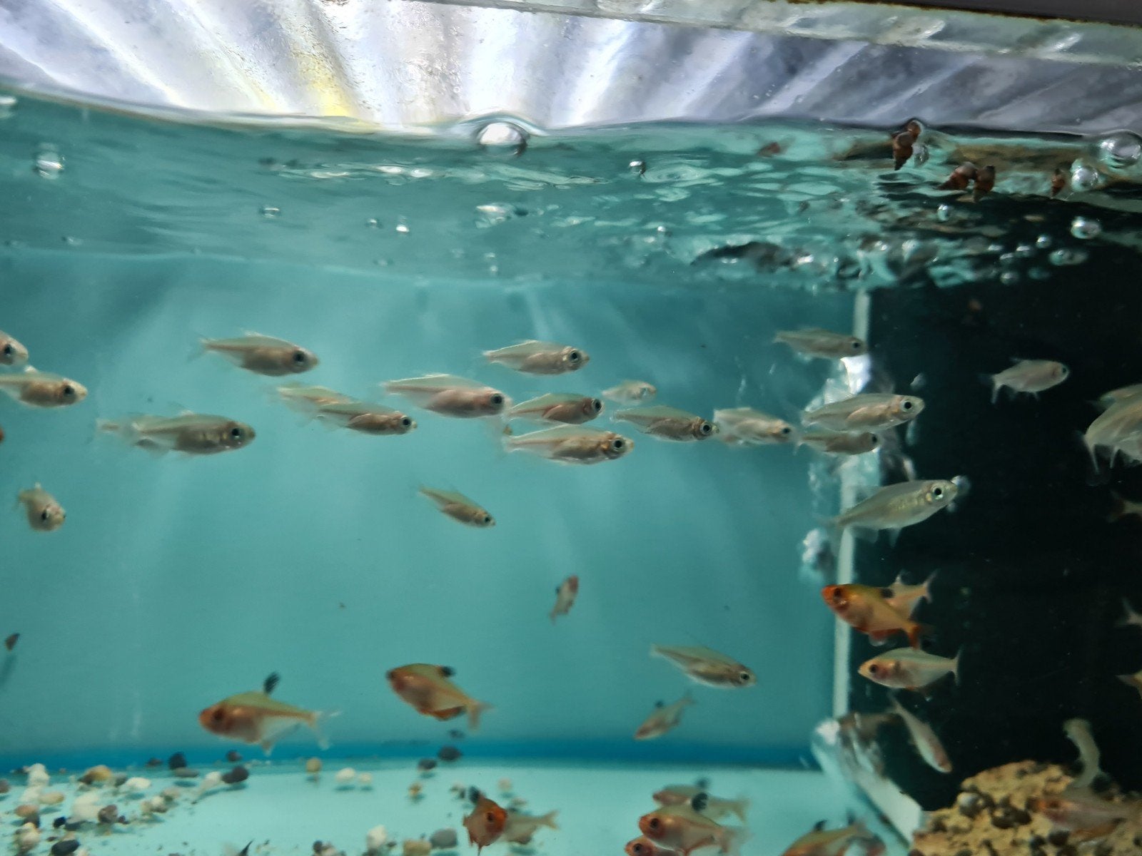 Kongozalm, Phenacogrammus interruptus, Dieren en Toebehoren, Vis, Zoetwatervis