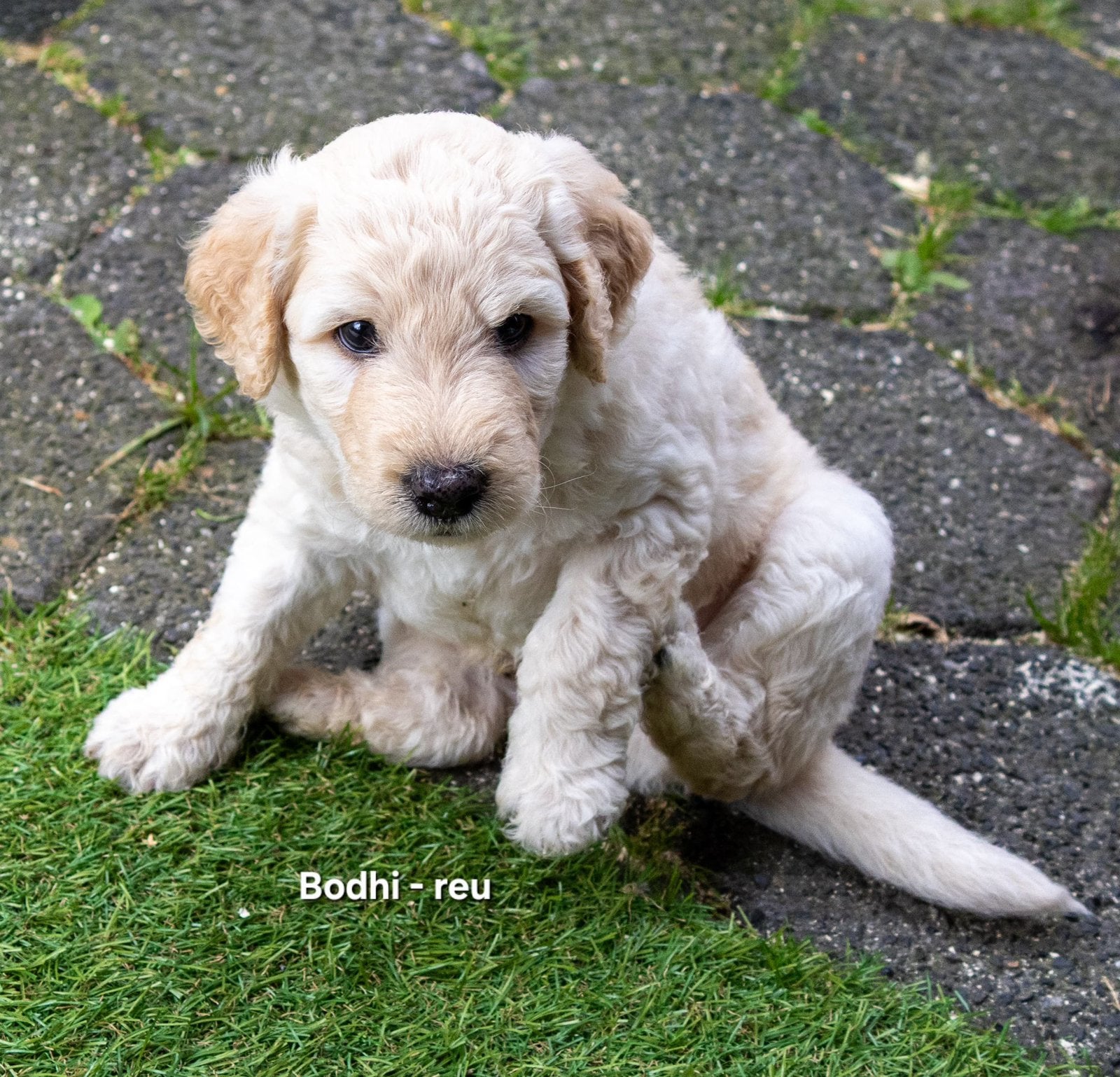 Prachtige poedel cross pups, Dieren en Toebehoren, 15 weken tot 1 jaar, CDV (hondenziekte), Meerdere, Meerdere dieren