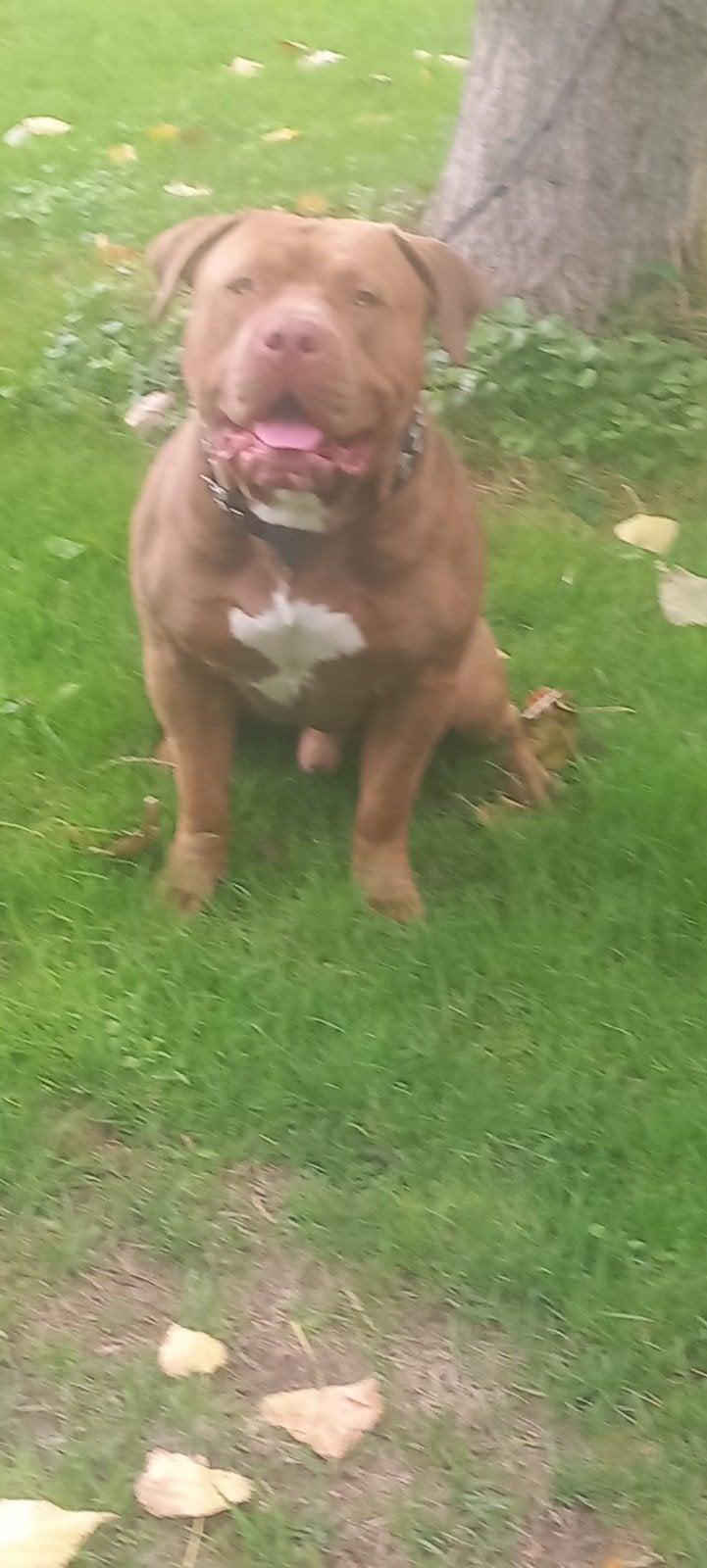American Bully Dekreu, Dieren en Toebehoren, Reu, 1 tot 2 jaar, Eén hond, CDV (hondenziekte)