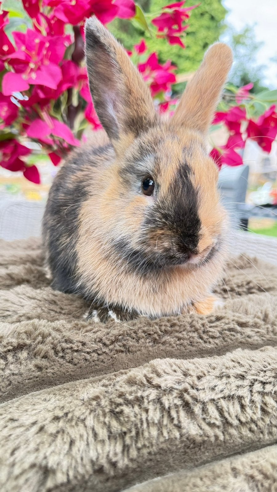 Deze lieverd mag verhuizen, voedster, Dieren en Toebehoren, Konijnen, Meerdere dieren