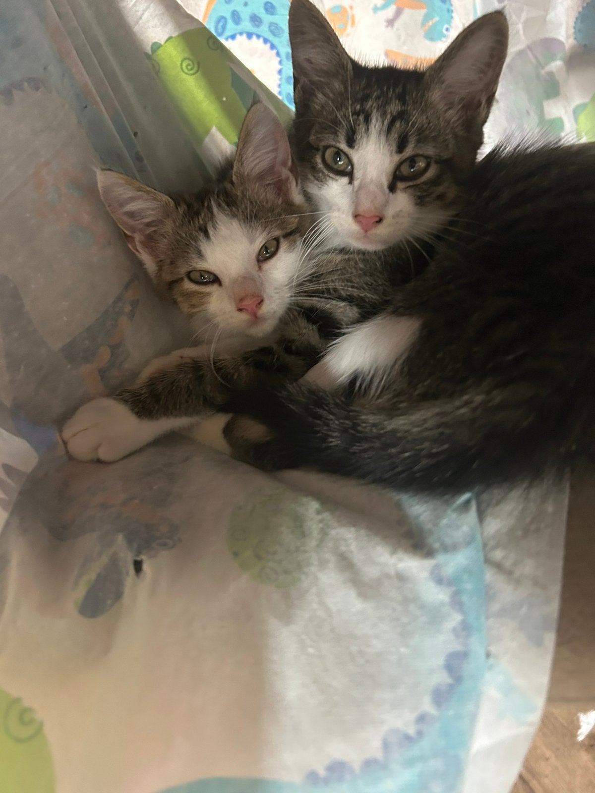Lieve sociale kittens – Heilige Birmaan x Europese Korthaar, Meerdere dieren