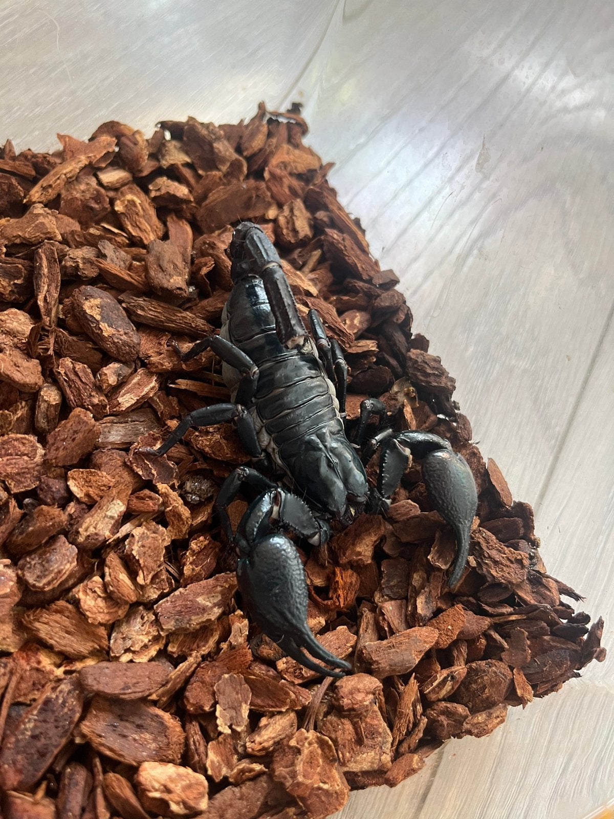 Heterometrus laoticus, Spin of Schorpioen