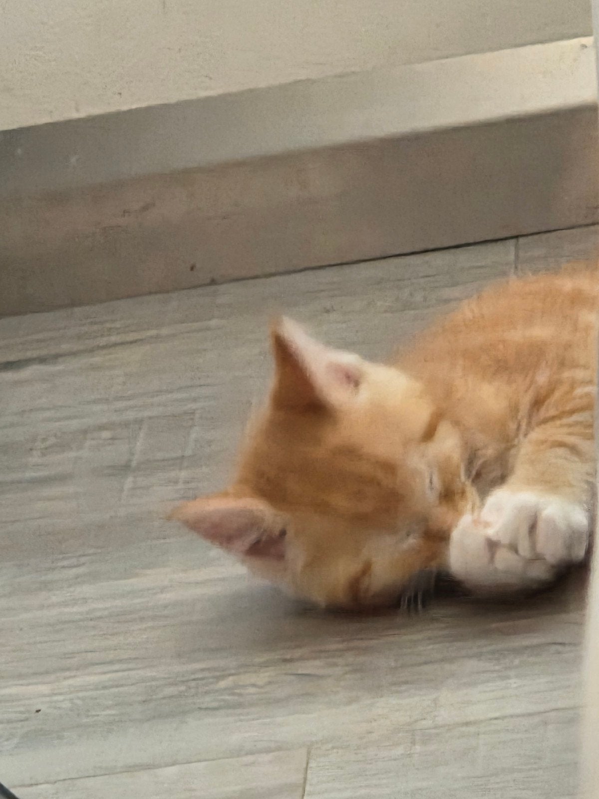 Maine Coon-kruising kittens, Meerdere dieren, Langharig, 0 tot 2 jaar