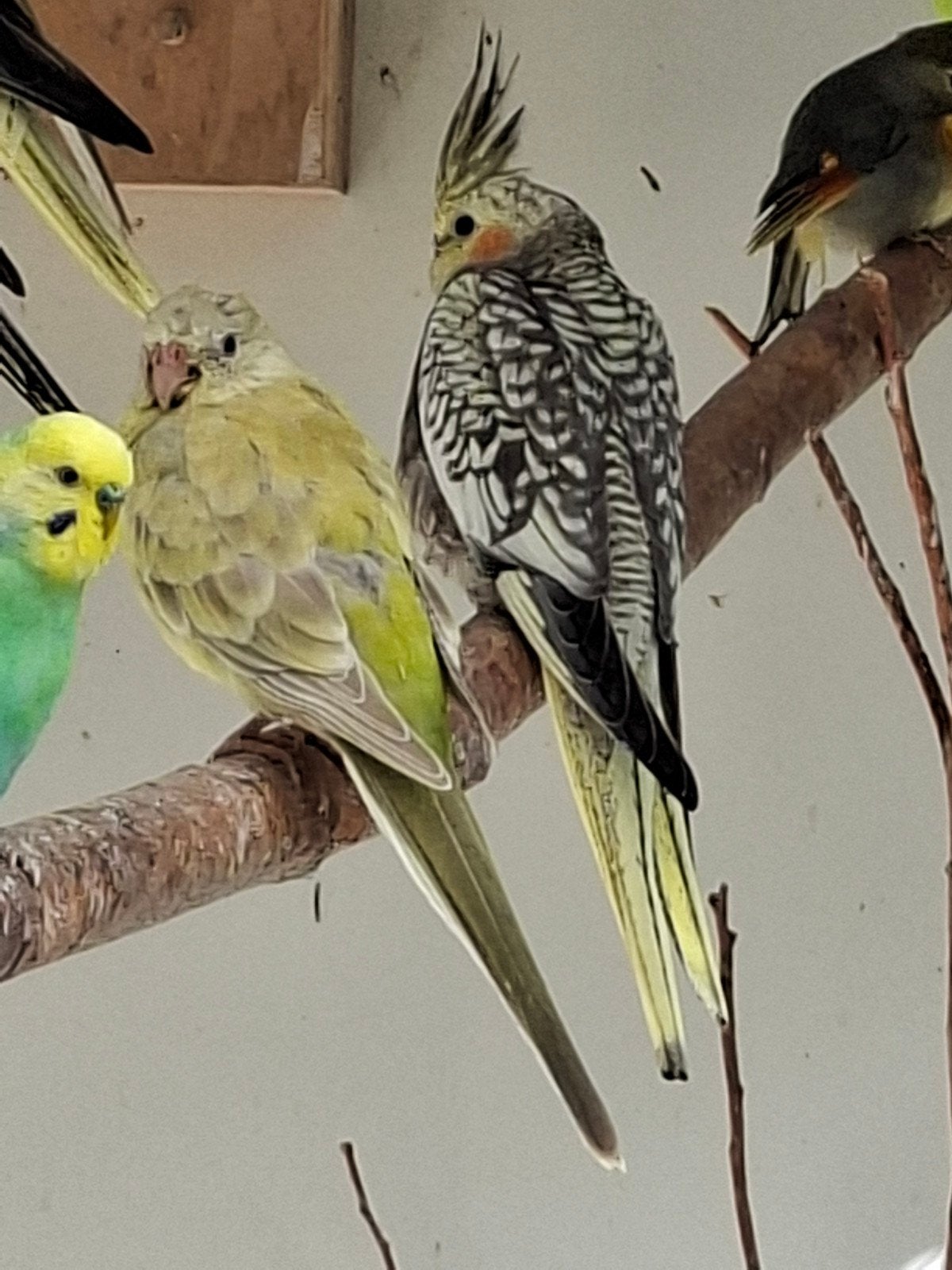 div valkparkieten en paar grasparkieten, Dieren en Toebehoren, Vogels | Parkieten en Papegaaien, Meerdere dieren, Parkiet