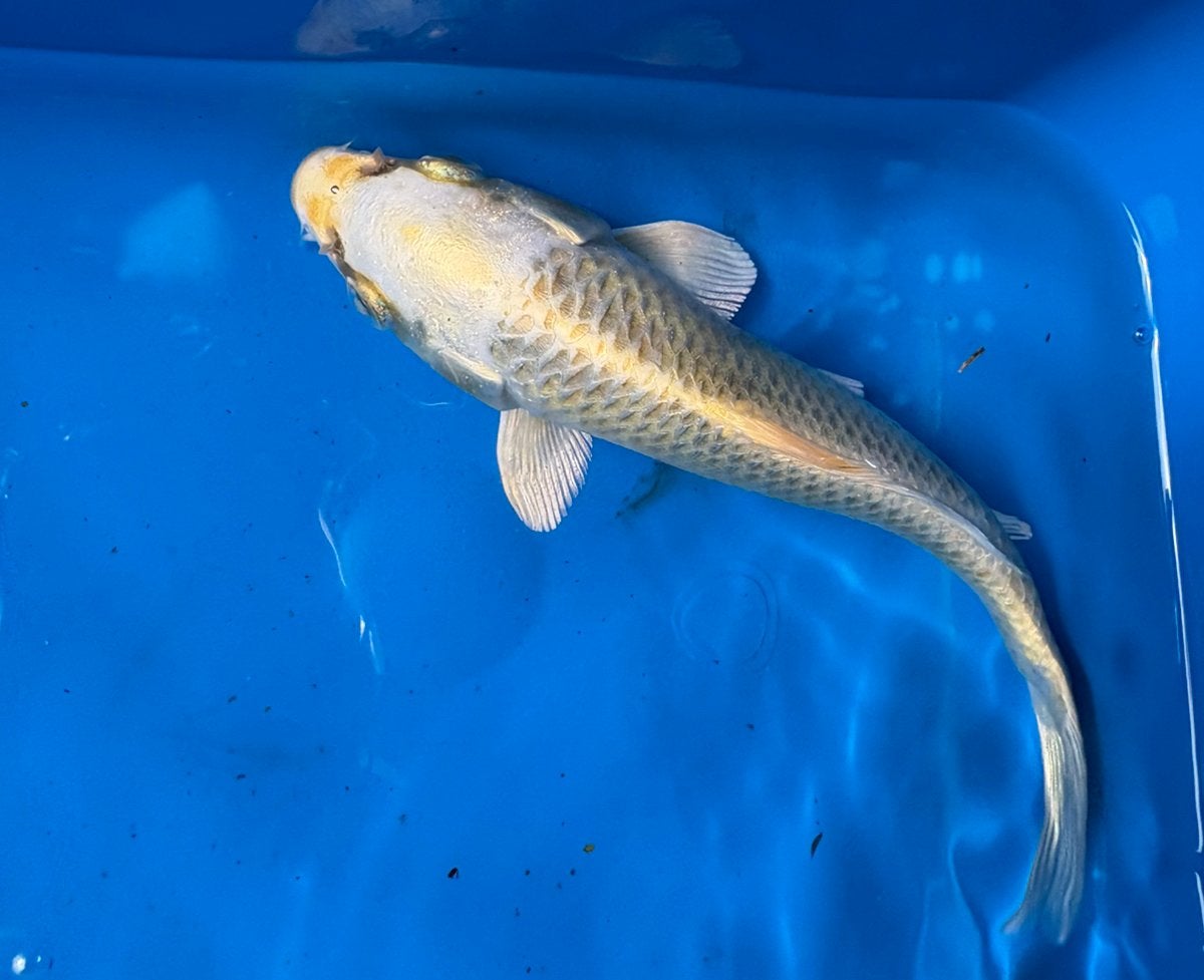 Japanse Yamabuki, Dieren en Toebehoren, Karper of Koi