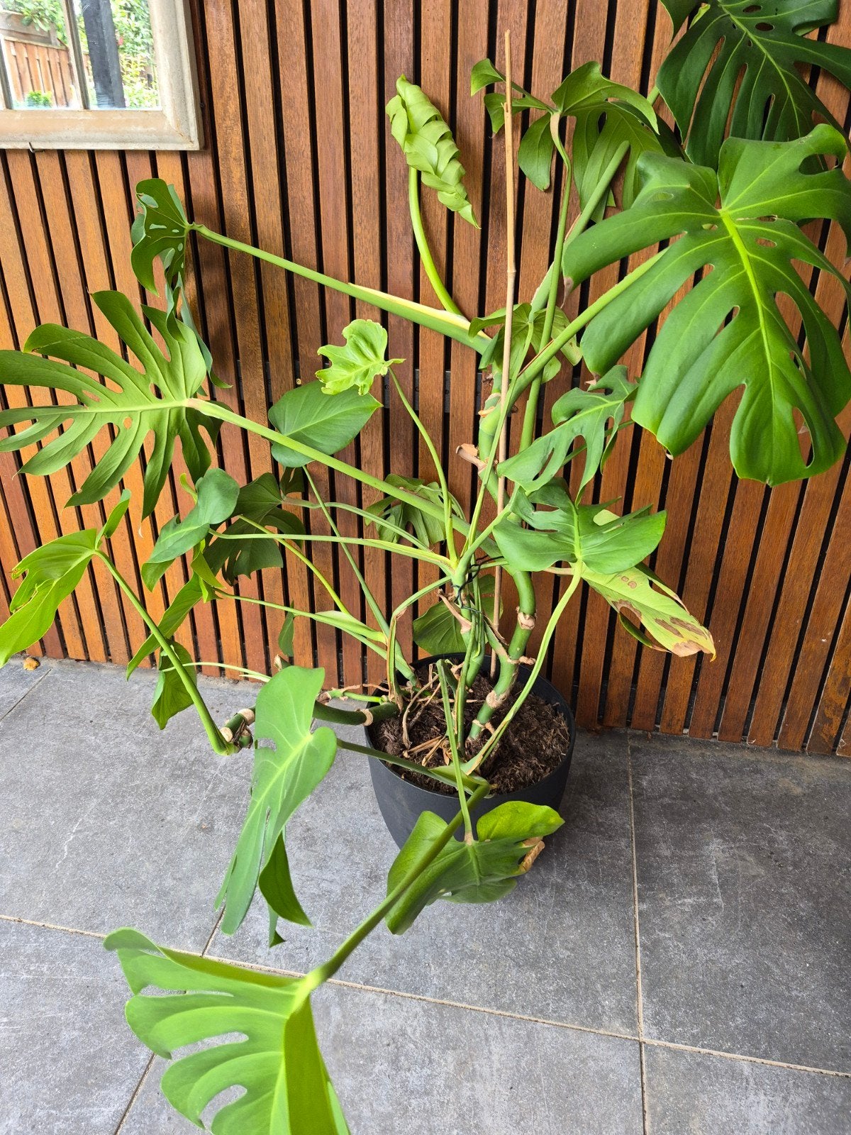 Grote bananenplant (Monstera) - vanaf 5,00(gift)op te halen, Tuin en Terras, Planten | Tuinplanten, Ophalen, Overige soorten, Volle zon