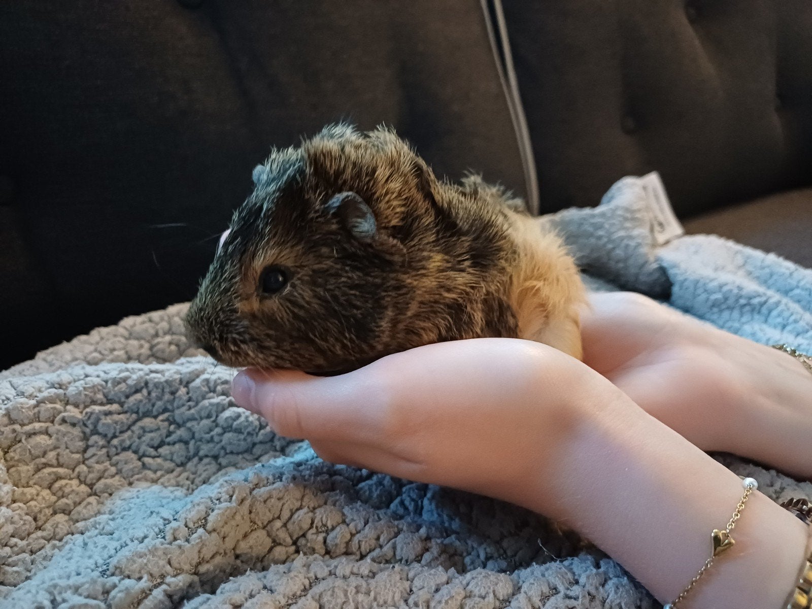leuke cavia, Augustus, Mannelijk, Cavia