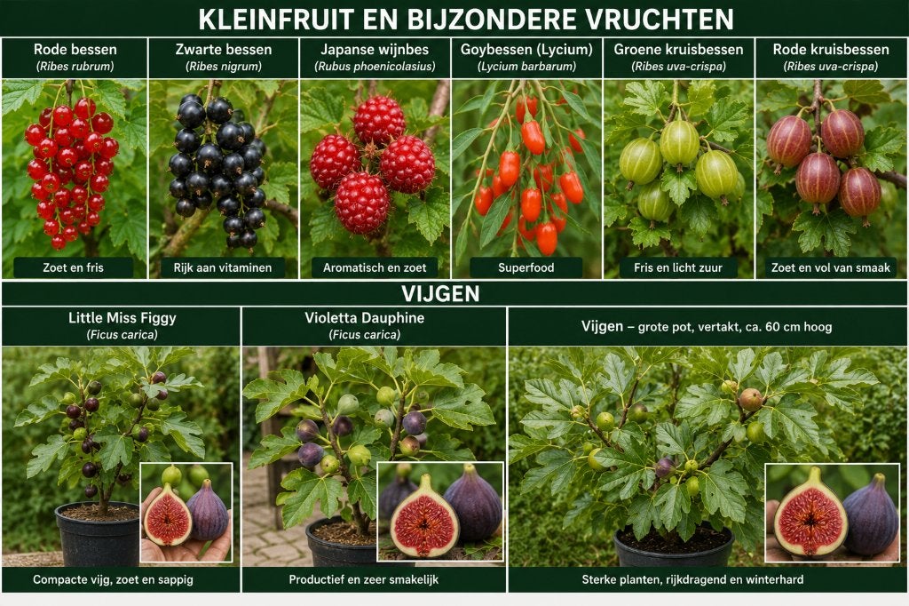 Vijgen struiken Little Miss Figgy & Violetta Dauphine, Volle zon, Vaste plant, Ophalen of Verzenden, Zomer