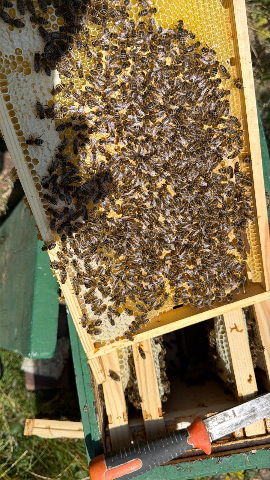 Bijenvolk op zesramen segeberg, Bijen