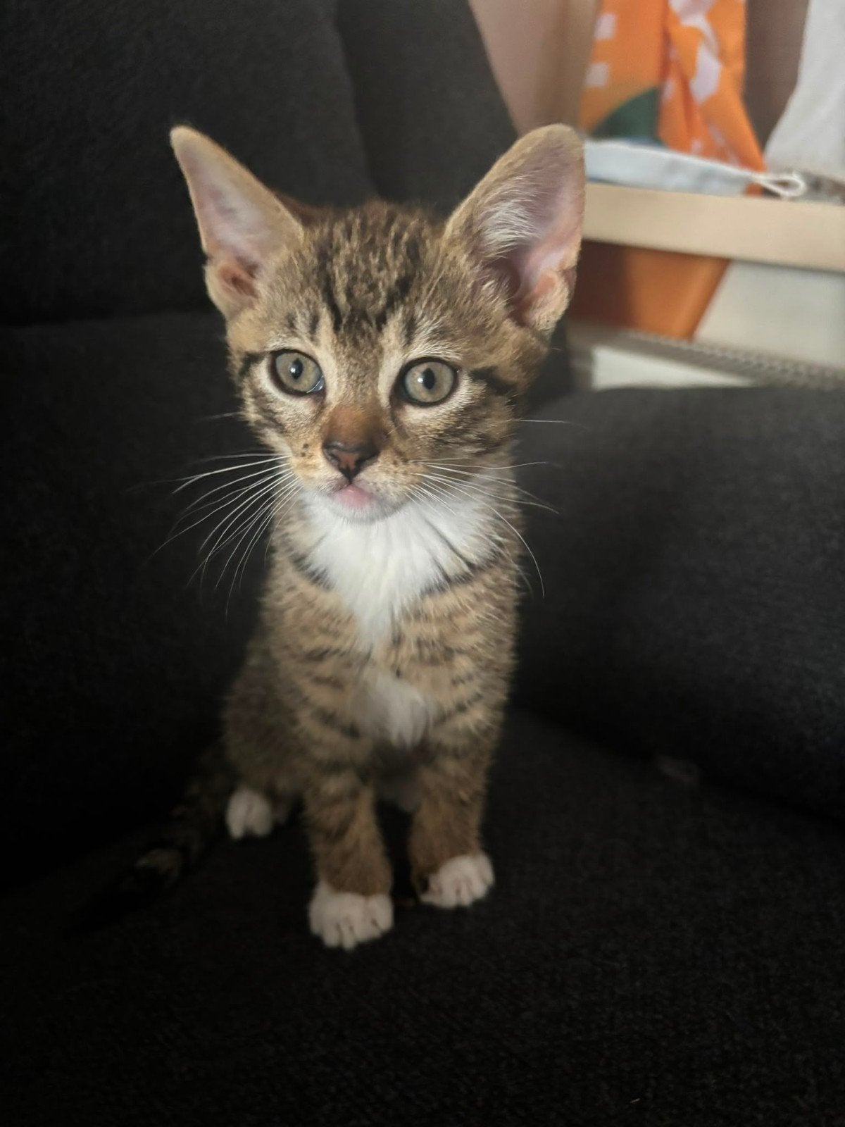 Kittens