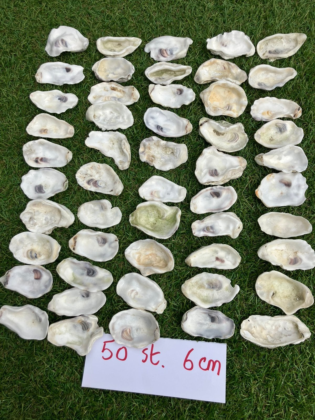 50 oesterschelpen 6 cm, Ophalen of Verzenden, Zo goed als nieuw
