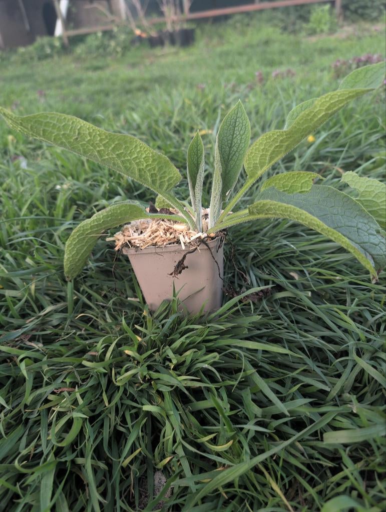 Smeerwortel Bocking 14 biomassaplant, Verzenden