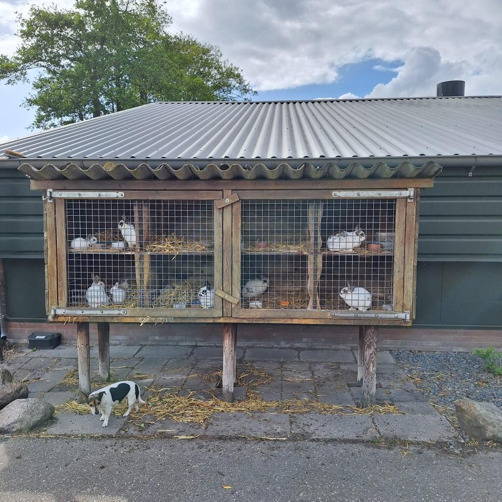 konijnen te koop, Meerdere dieren, Klein, 0 tot 2 jaar