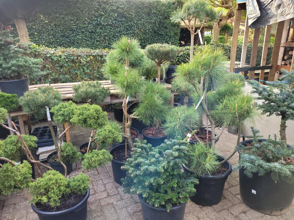 Vormsnoei: Pinus, Ilex, Taxus, Juniperus en meer, Ophalen, Bloeit niet, Overige soorten, Volle zon