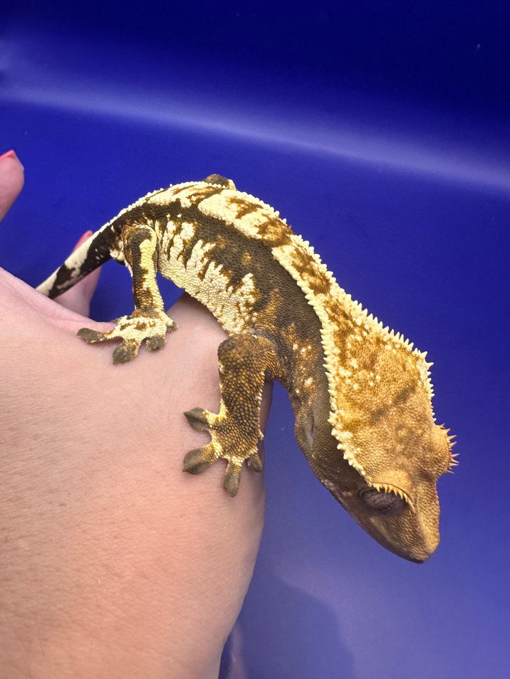 🦎 Wimpergekko WaFl 04 | tricolor high white | man, Dieren en Toebehoren, Hagedis, Tam, 0 tot 2 jaar