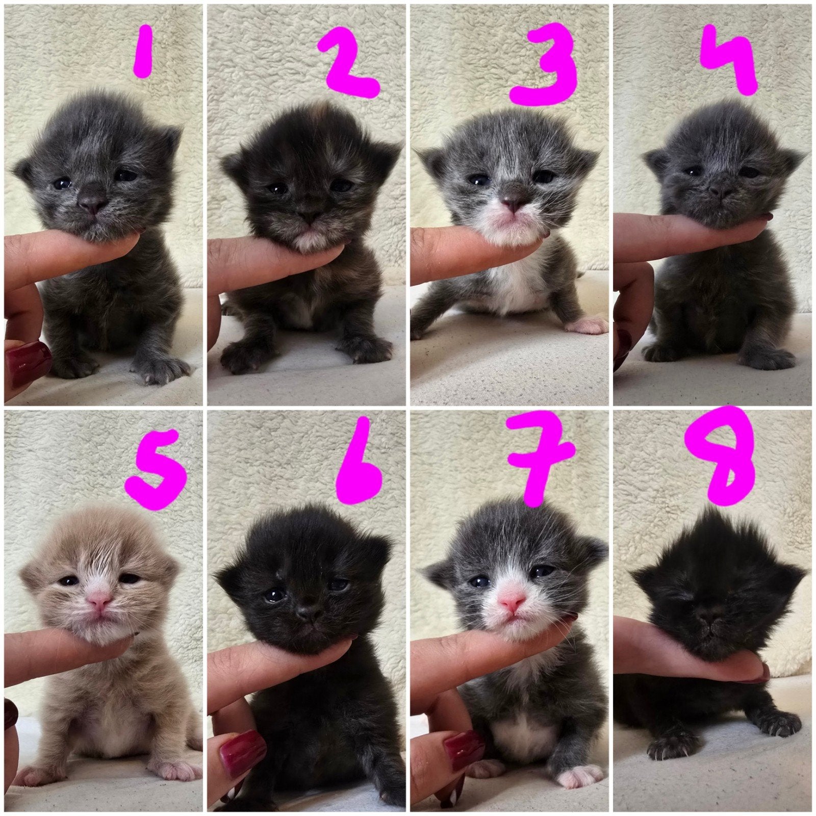 Maine coon kittens, Meerdere dieren