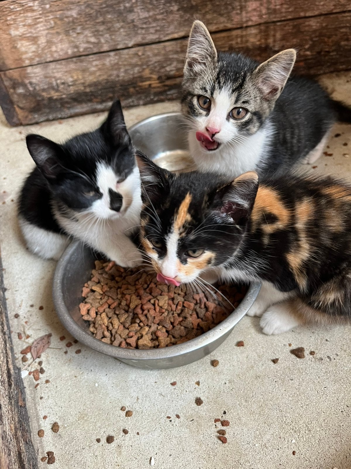 5 lieve kittens te koop per direct op te halen, Meerdere dieren