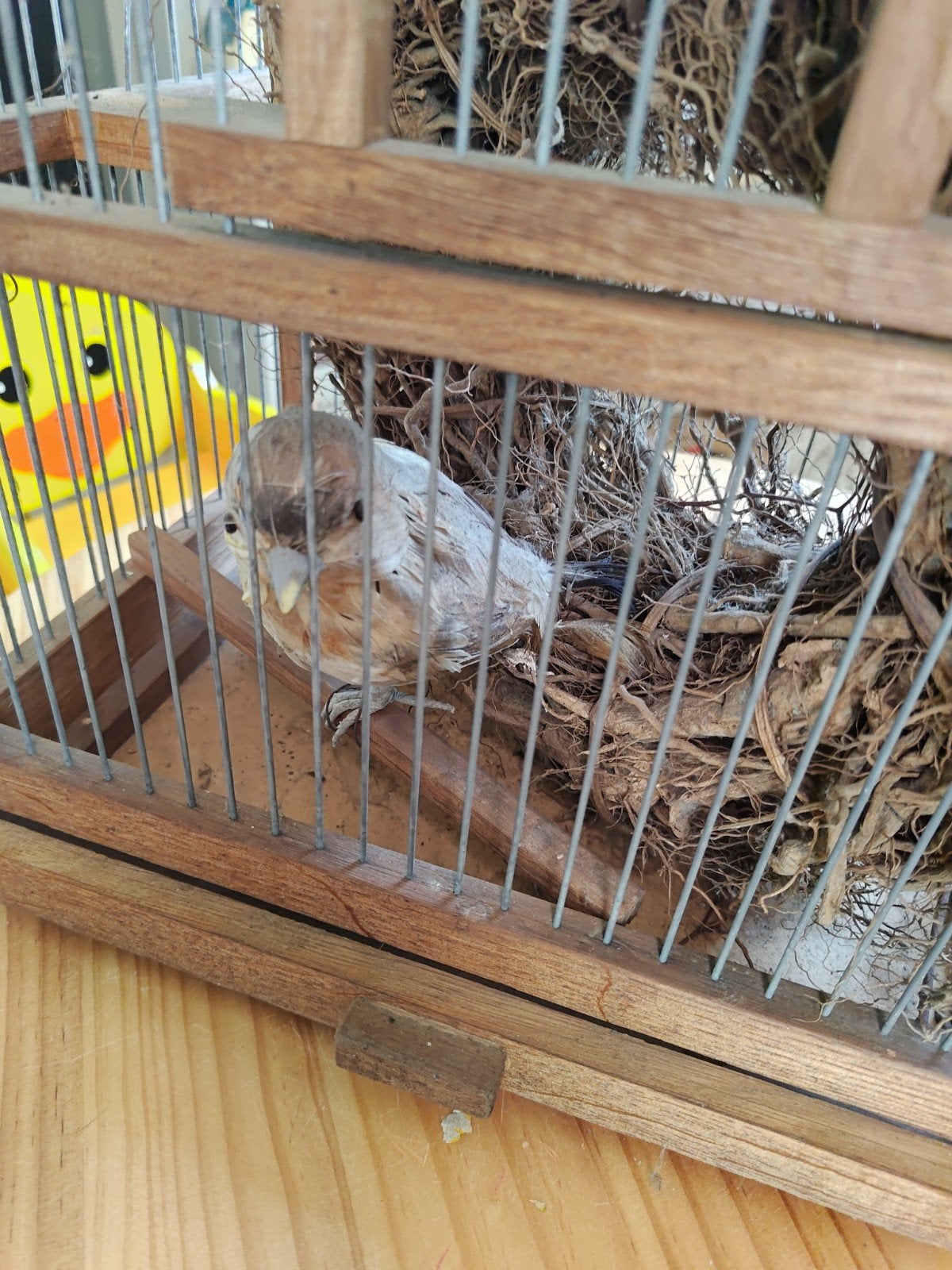 Brocante vogelkooi, Ophalen of Verzenden
