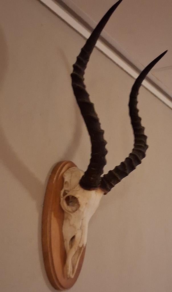 Impala schedel op houten console, Ophalen, Nieuw, Hert, Schedel