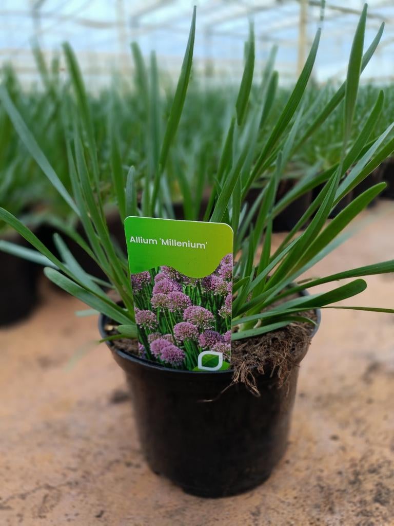 Allium Millenium 2 liter, Ophalen of Verzenden, Vaste plant, Overige soorten, Halfschaduw