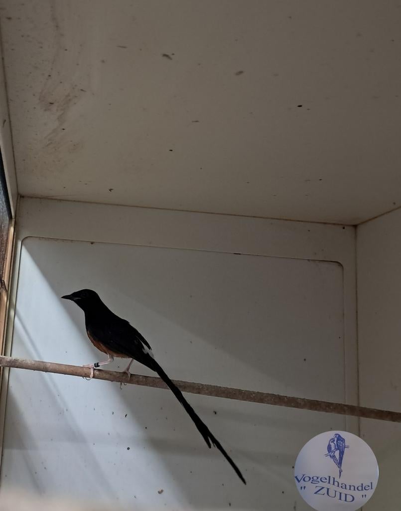 1-0 schamalijster, Meerdere dieren, Tropenvogel, Geringd