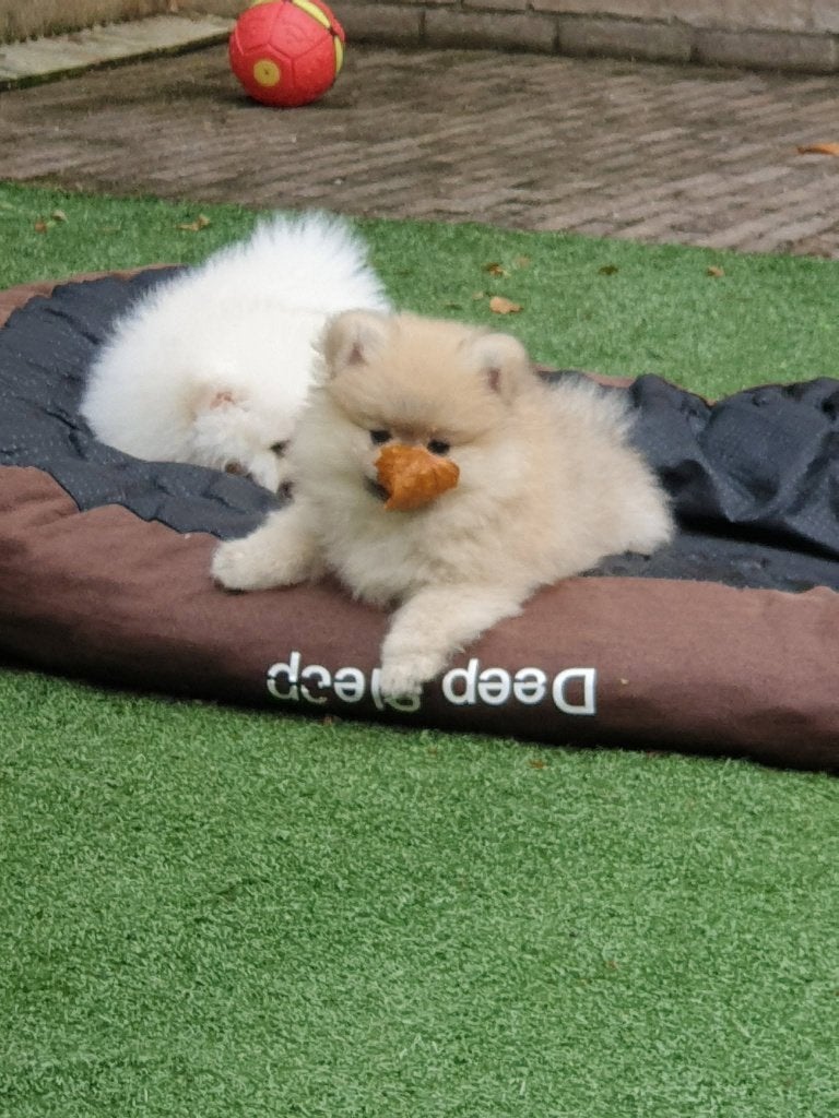 3 hele mooie  pomeriaan reutjes  pups., Parvo, Keeshond, 8 tot 15 weken, Meerdere