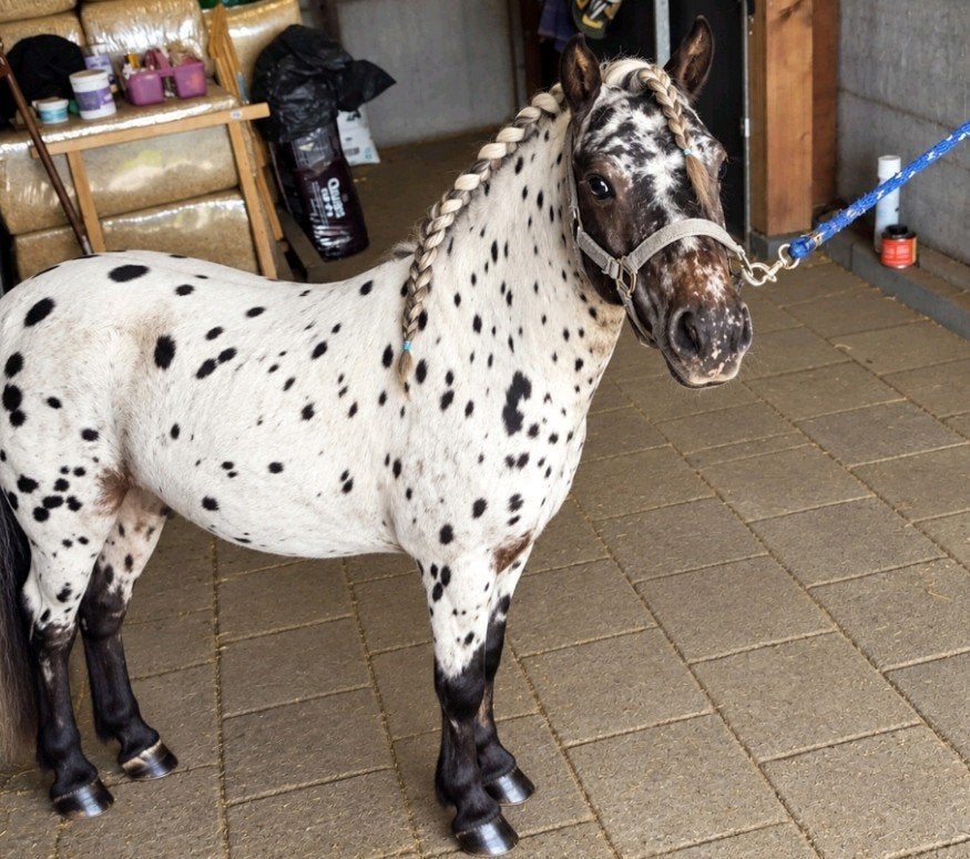 😍zeer lieve appaloosa 💖, Dieren en Toebehoren, Gechipt, Niet van toepassing, Hengst, A pony (tot 1.17m)