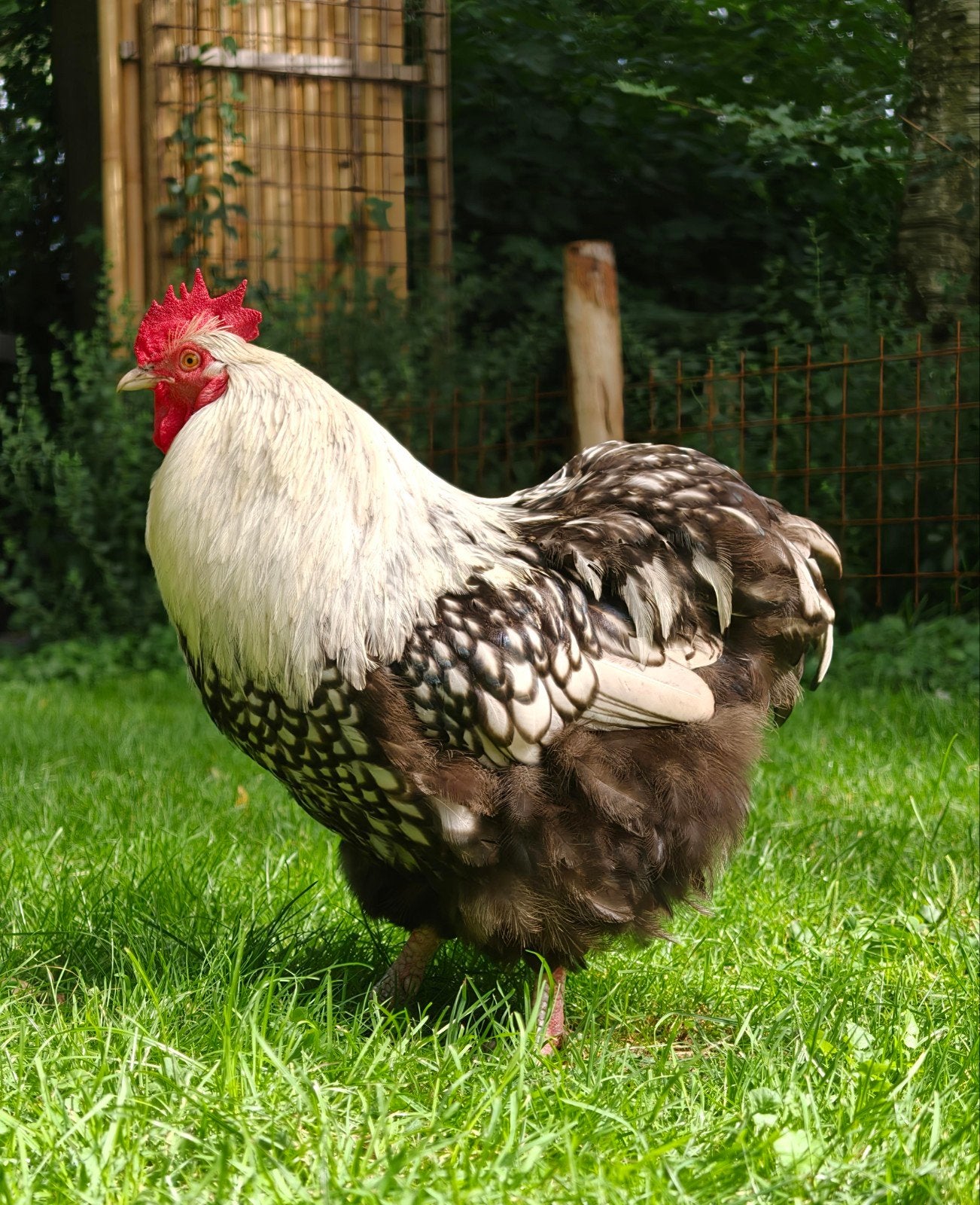 Orpington groot haan !, Dieren en Toebehoren, Pluimvee, Mannelijk, Kip