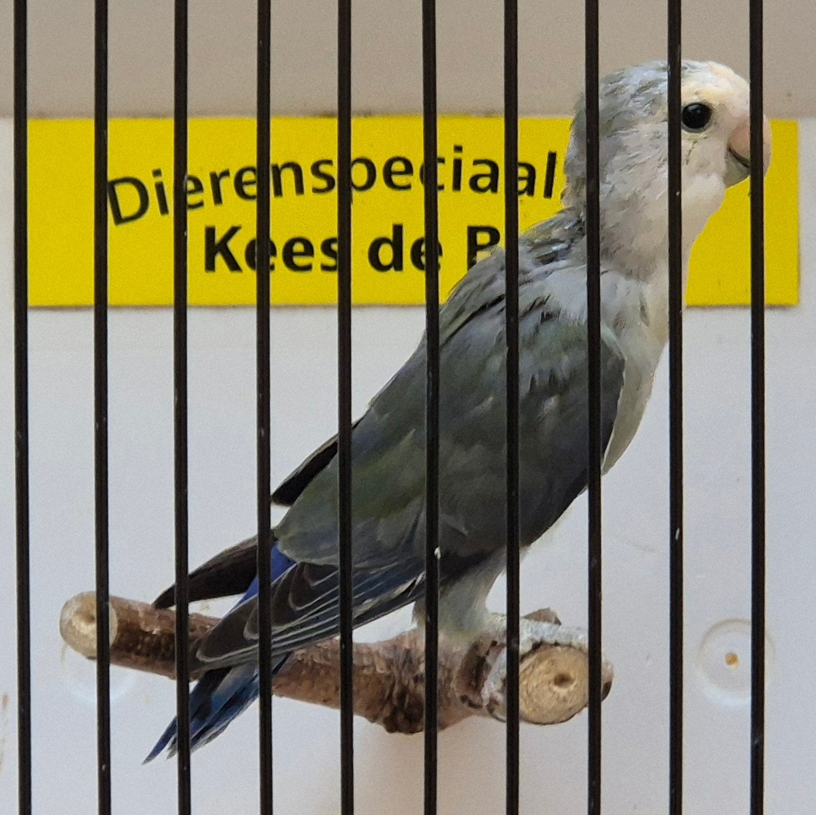 jonge agapornis roseicollis leuk om tam te maken