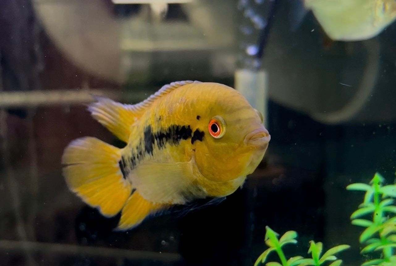 Koppel regenboog cichlide, Dieren en Toebehoren, Vis, Zoetwatervis