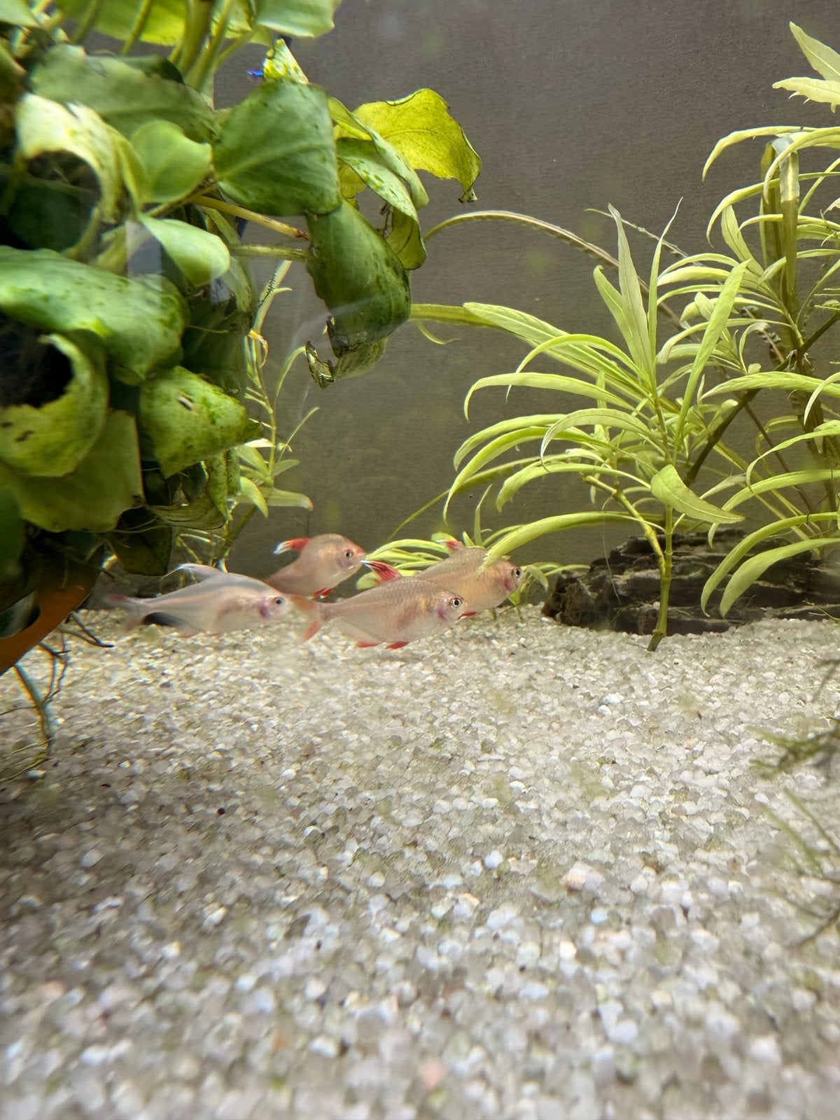 JUWEL aquarium, Ophalen
