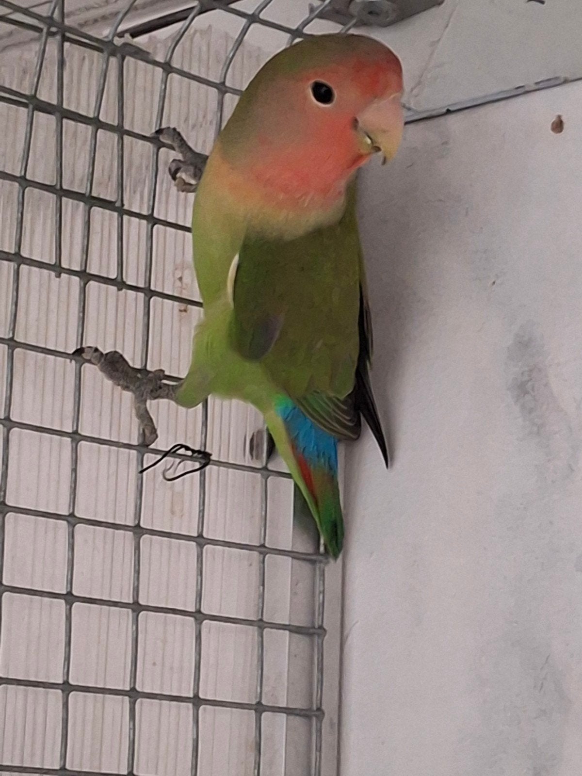 agapornis man, Mannelijk, Dwergpapegaai of Agapornis